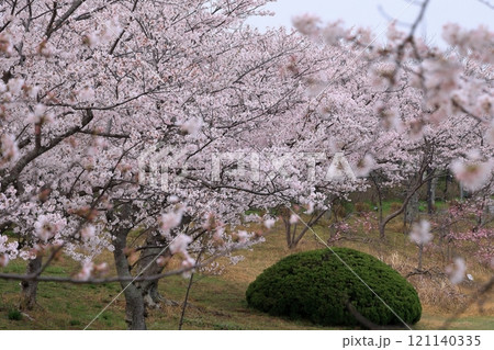 満開の桜並木 満開の桜並木 121140335