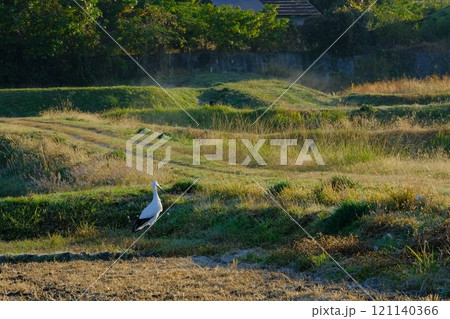 京都府に飛来したコウノトリ 京都府に飛来したコウノトリ 121140366