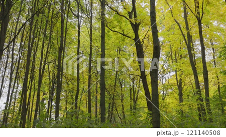 Autumn leaves fall in the forest, natural landscape 121140508