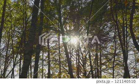 Autumn leaves fall in the forest, natural landscape Autumn leaves fall in the forest, natural landscape 121140510