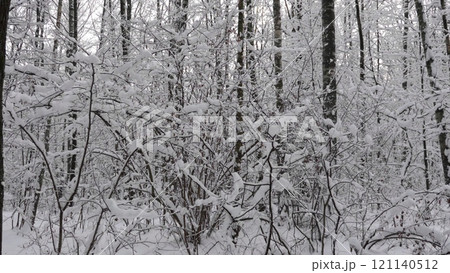 Winter forest during a snowfall, slow motion Winter forest during a snowfall, slow motion 121140512