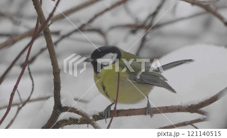 Birds near Moscow, yellow oatmeal on a tree branch Birds near Moscow, yellow oatmeal on a tree branch 121140515