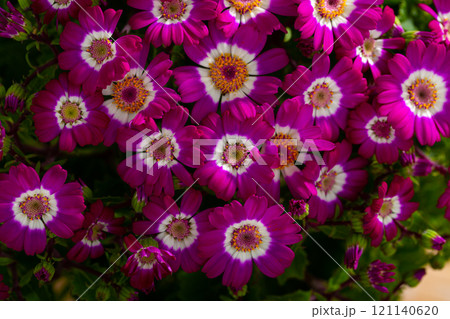 Specie of flowering Cineraria 121140620