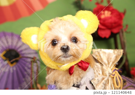 正月を楽しむチワプー 正月を楽しむチワプー 121140648