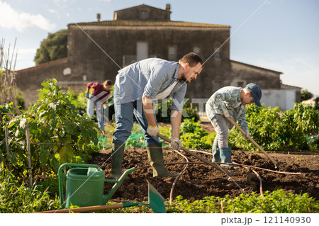 Young man weeding garden beds with hoe 121140930