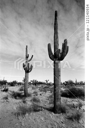 Saguaro Cactus Sonora desert Arizona Monochrome Saguaro Cactus Sonora desert Arizona Monochrome 121140934