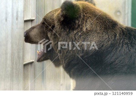ヒグマ 121140959