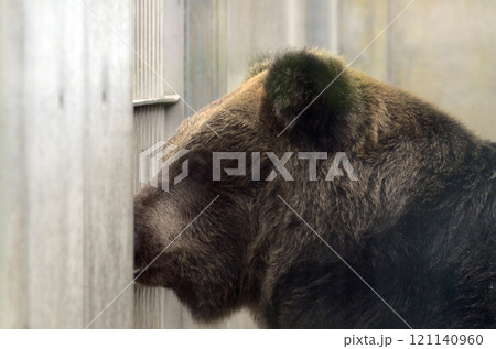 ヒグマ 121140960