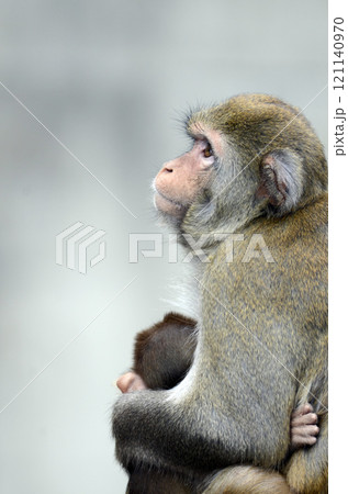 ニホンザル ニホンザル 121140970