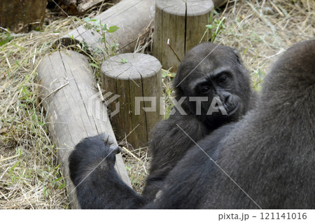 ゴリラ ゴリラ 121141016