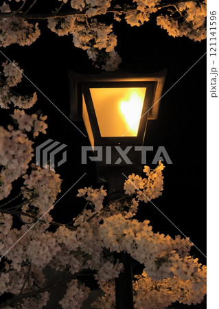 街灯に照らされた満開の夜桜 街灯に照らされた満開の夜桜 121141596