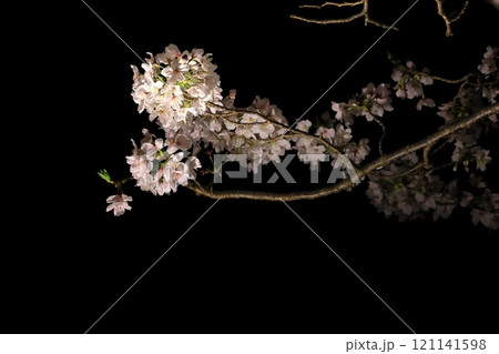 一の坂川の夜桜 一の坂川の夜桜 121141598