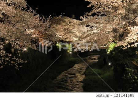 満開の桜並木ライトアップ 121141599