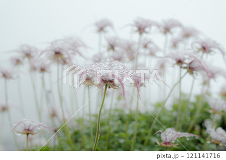 北海道の風景 121141716