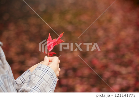 秋の公園で赤色の紅葉の落ち葉を拾う若い女性の片手の様子 121141775