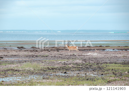 北海道の風景 121141903