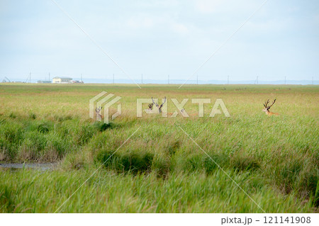北海道の風景 121141908