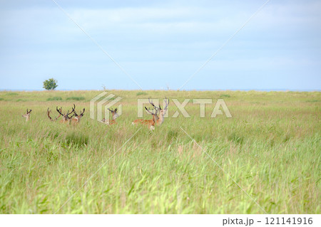 北海道の風景 121141916