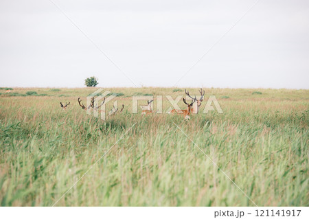 北海道の風景 北海道の風景 121141917