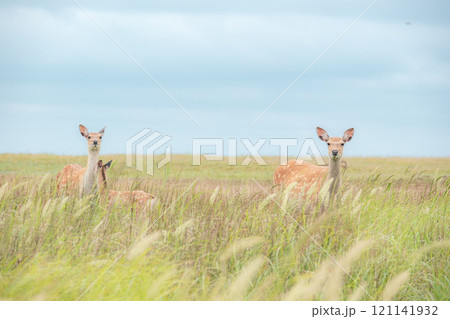 北海道の風景 121141932