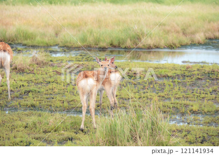 北海道の風景 北海道の風景 121141934