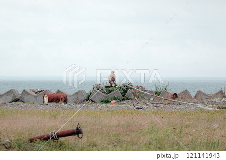 北海道の風景 121141943