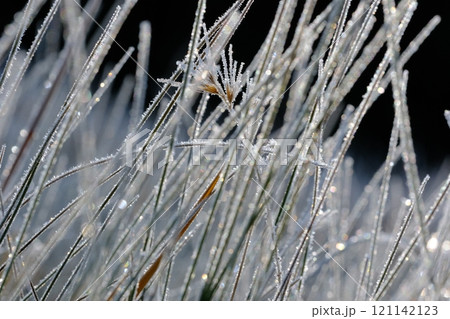 草原と霜の輝きイメージ素材 121142123