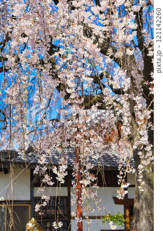 京都　本満寺の枝垂れ桜（京都府京都市上京区） 121142260