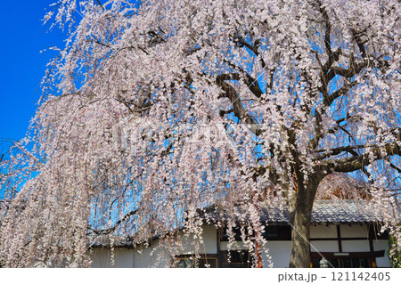 京都　本満寺の枝垂れ桜（京都府京都市上京区） 121142405