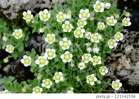 北海道の風景 121142536