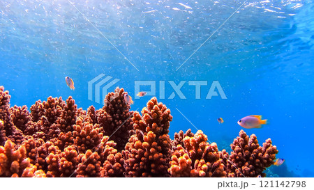 沖縄　阿嘉島のニシハマビーチ　水中撮影 121142798