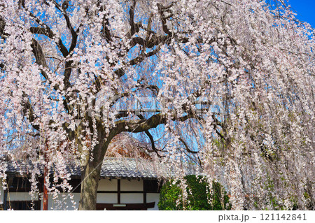 京都　本満寺の枝垂れ桜（京都府京都市上京区） 121142841