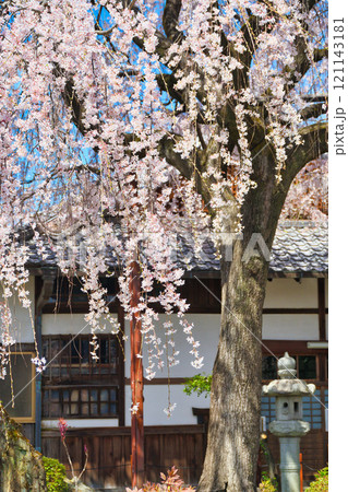 京都　本満寺の枝垂れ桜（京都府京都市上京区） 121143181