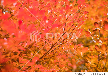 真っ赤な紅葉 真っ赤な紅葉 121143271