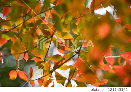 紅葉したドウダンツツジ 121143342