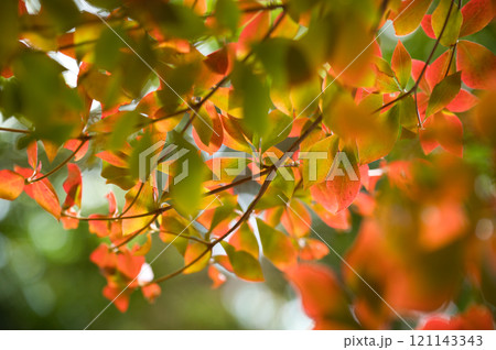 鮮やかな紅葉 鮮やかな紅葉 121143343