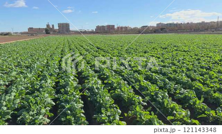 Lush Green Vegetable Crops with City Skyline in Background 121143348