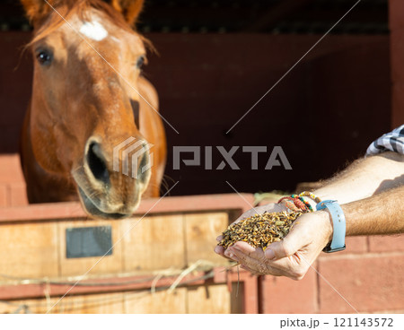Farmer hands holding special muesli, grains, barley, apple, molasses in front of stall with horse in riding club 121143572