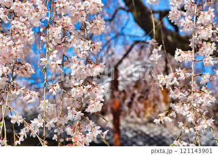 京都 本満寺の枝垂れ桜(京都府京都市上京区) 京都 本満寺の枝垂れ桜(京都府京都市上京区) 121143901