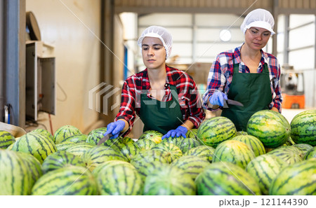 Women hardworking in agricultural facility, sorting watermelons 121144390