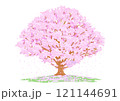 新生活がはじまる春の訪れを告げる満開の桜の木 121144691