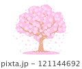 新生活がはじまる春の訪れを告げる満開の桜の木 121144692