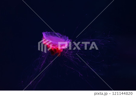 Fluorescent lion's mane jellyfish swimming underwater aquarium pool with red neon light. 121144820