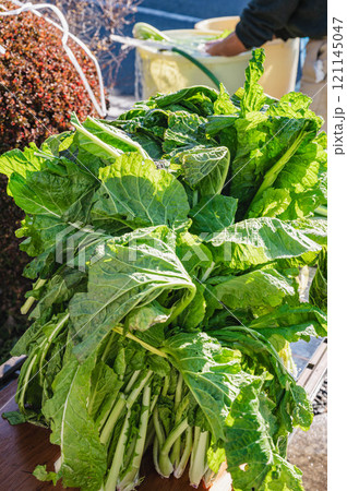 信州の冬の風物詩 お菜洗い 信州の冬の風物詩 お菜洗い 121145047