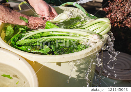 信州の風物詩 お菜洗い 信州の風物詩 お菜洗い 121145048