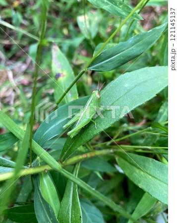 まだ幼いコバネイナゴ 121145137