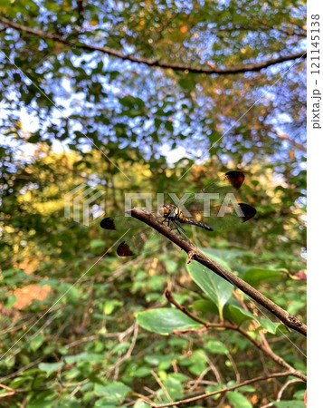 悠然と構えるノシメトンボ 121145138