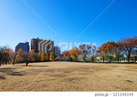 尾久の原公園の丘の紅葉と青空 尾久の原公園の丘の紅葉と青空 121145145