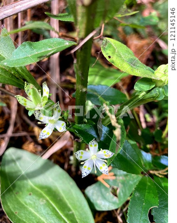 山の中で目を引くアケボノソウ 121145146