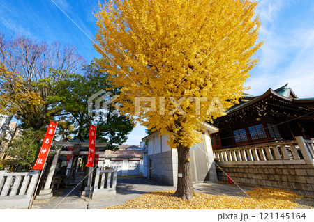 尾久八幡神社の銀杏の木の紅葉 黄葉 尾久八幡神社の銀杏の木の紅葉 黄葉 121145164
